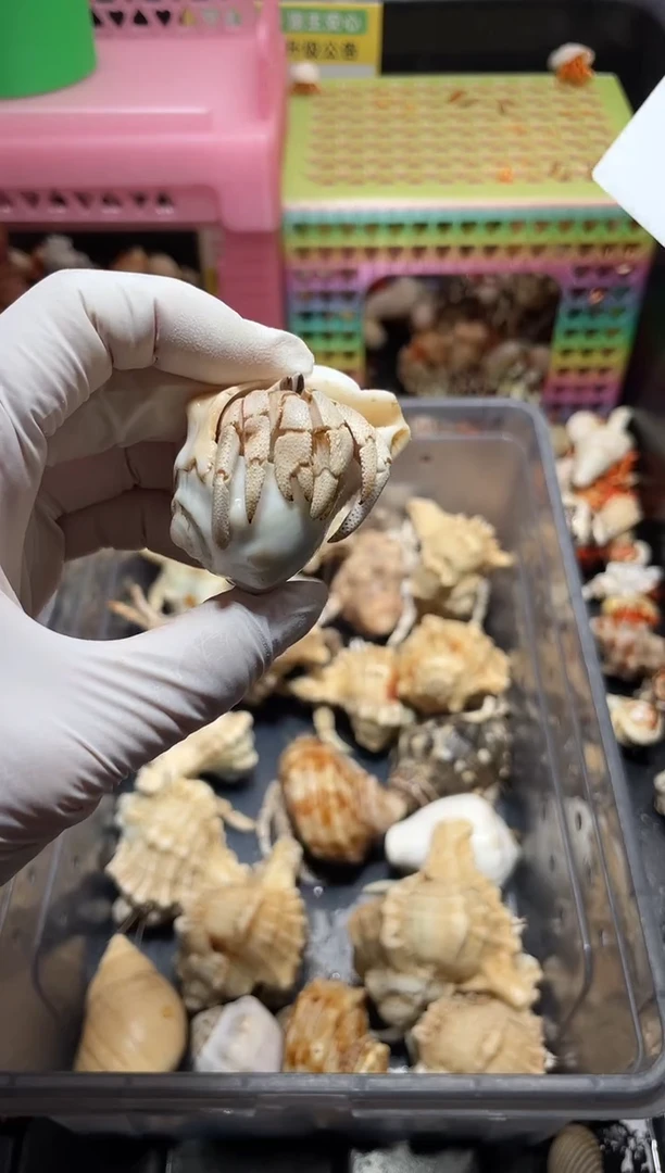 陌派帝国寄居蟹113，红海有伤