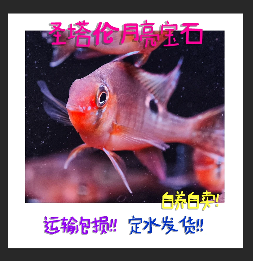 圣塔伦黄腹月亮宝石南美慈鲷温顺易养原生食土鲷热带鱼观赏鱼活体