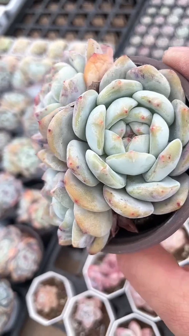 【闪购商品】90星影三头多肉