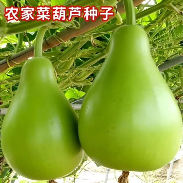 食用菜葫芦种子 早熟圆瓠瓜种籽瓢葫芦 可做水瓢早熟观赏