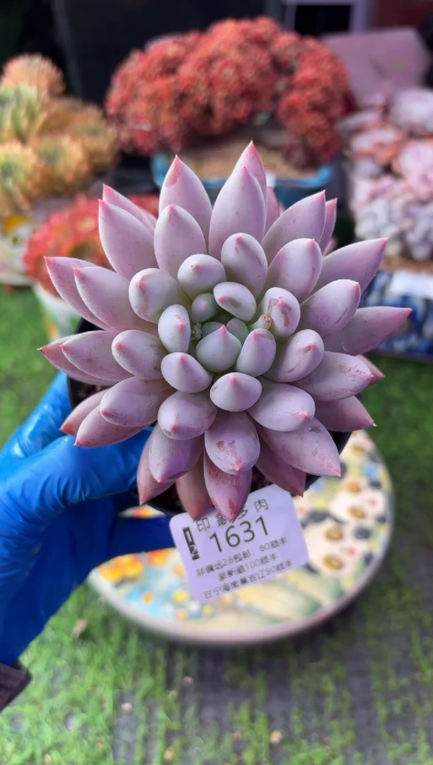 昆明印象多肉1631