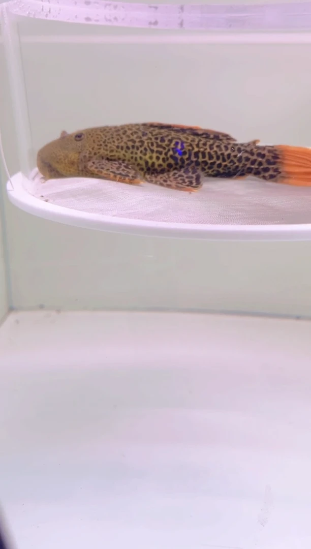 清道夫清道夫异型鱼15CM，入缸不包损