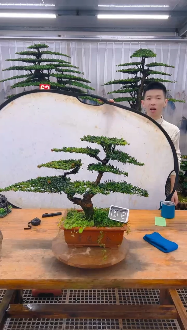 无花朵精品盆景直播间一物一拍