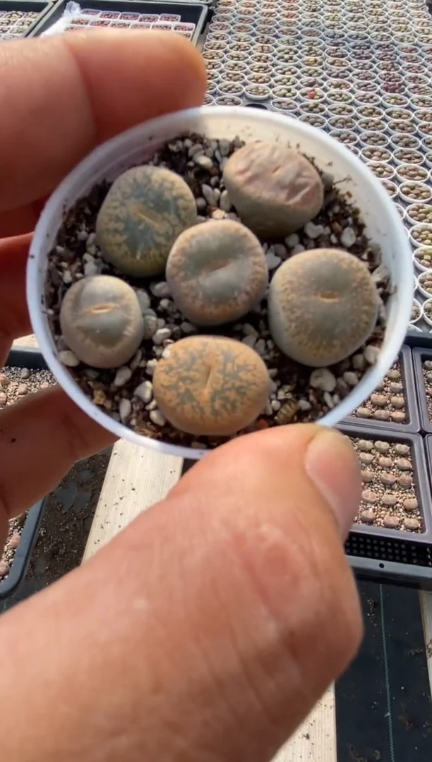 和田玉随机发一盆带盆土发货