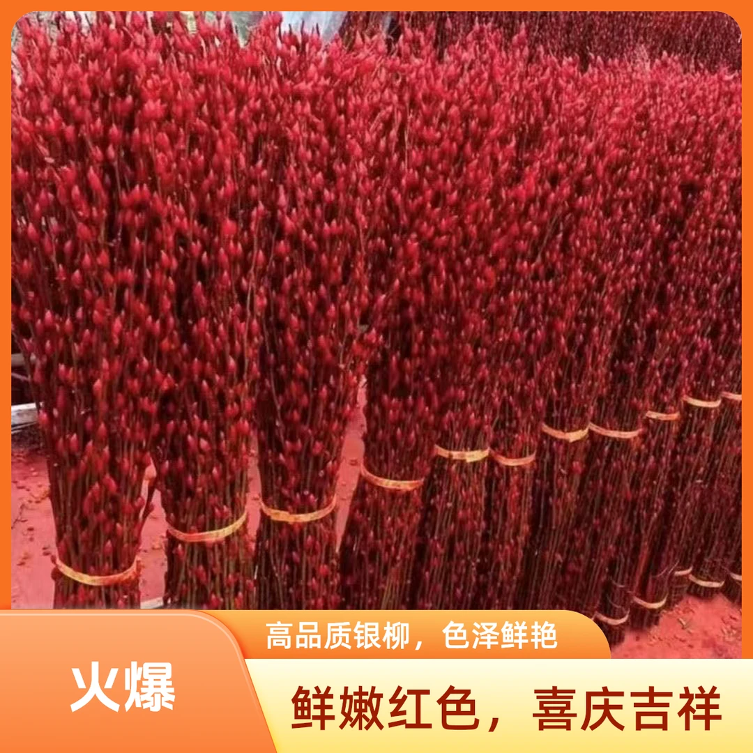 1米-1.5米喜庆干花真花鲜枝红色银柳年宵花装饰过年客厅摆放花