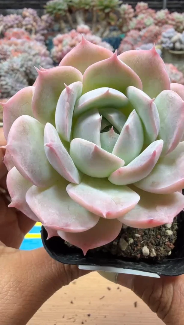 东云多肉园二店-55