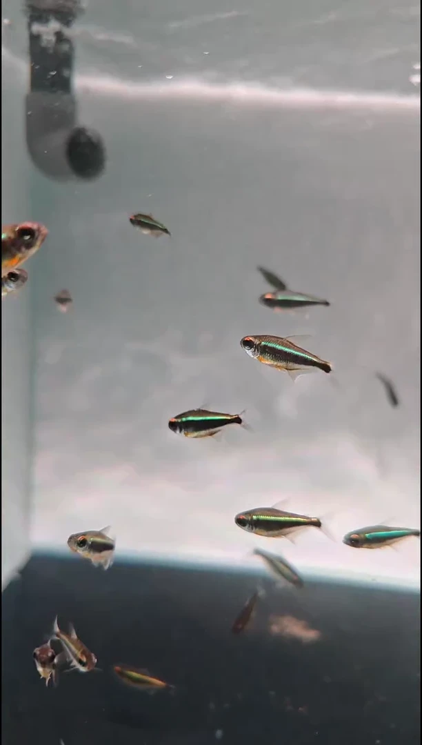 灯科鱼B***.水灵灯（2条）