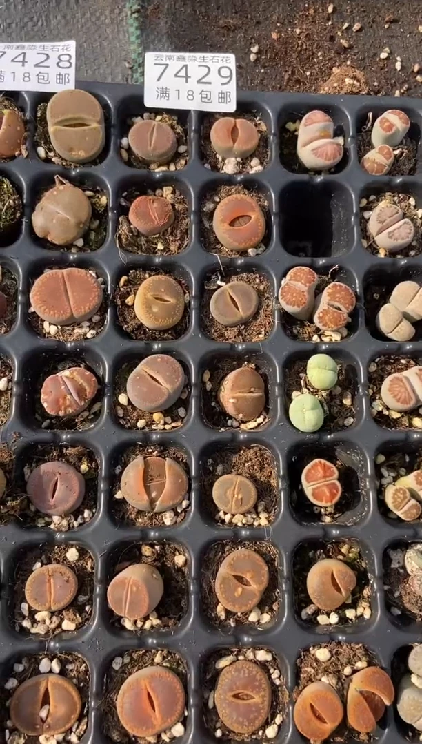 【闪购商品】7429特穴盘日轮有疤瑕疵发货14颗