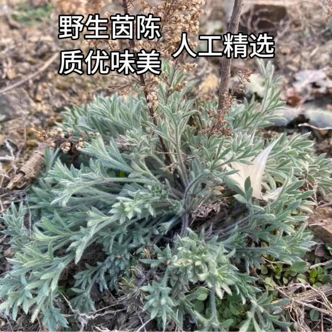 新鲜野生老根茵陈