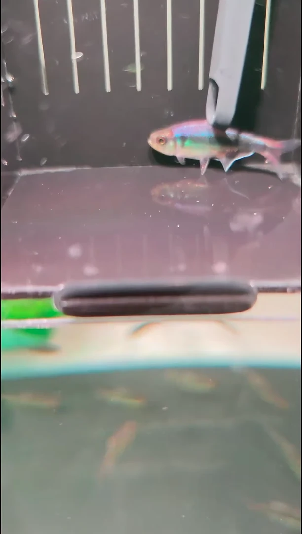 灯科鱼觉*觉晓幻彩请魔鬼