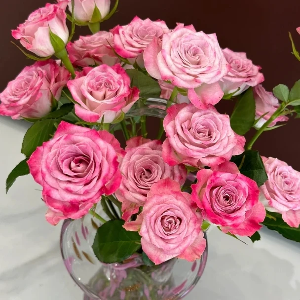 【新疆花之溪】单粉玫瑰