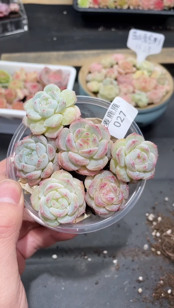027冰清玉洁     量拍