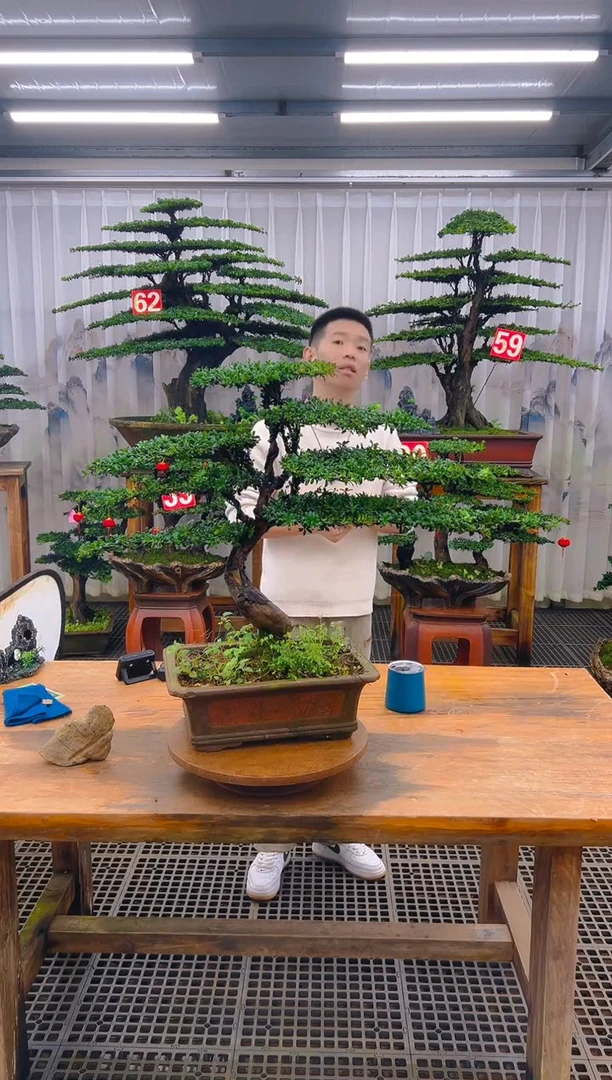 无花朵精品盆景直播间一物一拍