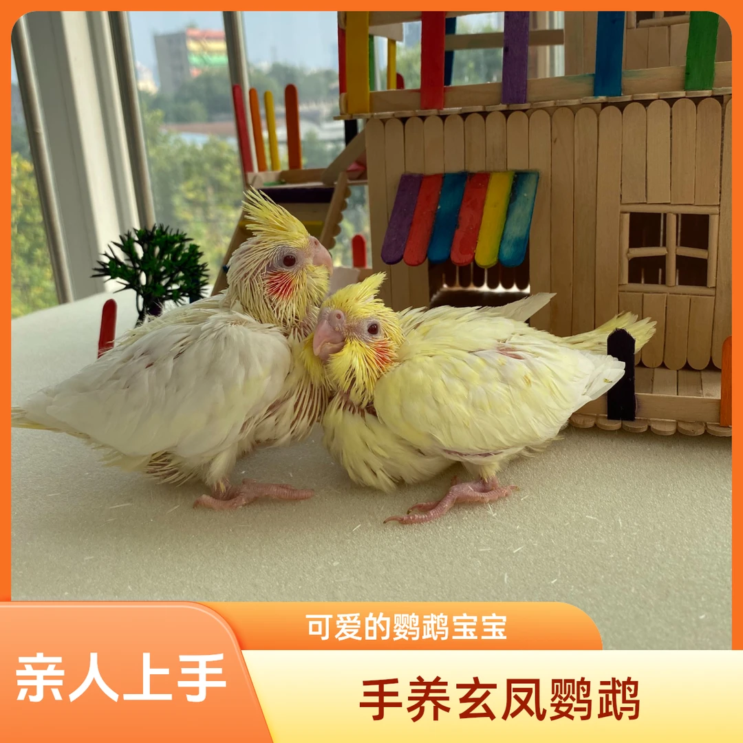 纯手养玄凤鹦鹉活体亲人上手黄化半毛玄凤雏鸟可学唱歌一对可繁殖