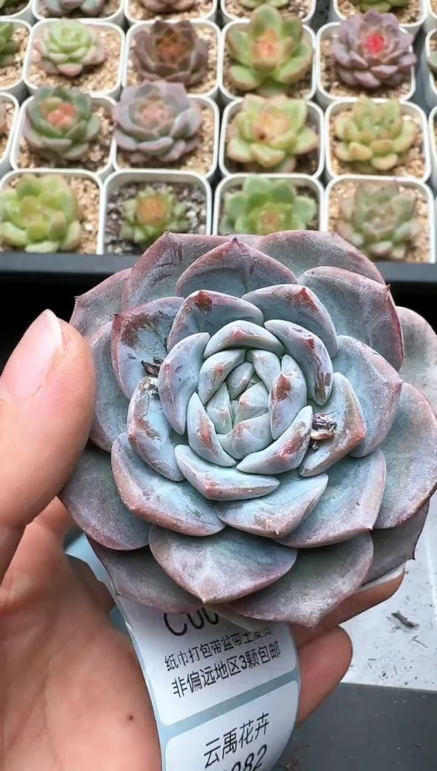 080C云禹多肉植物 带盆土纸巾打包 3颗包邮