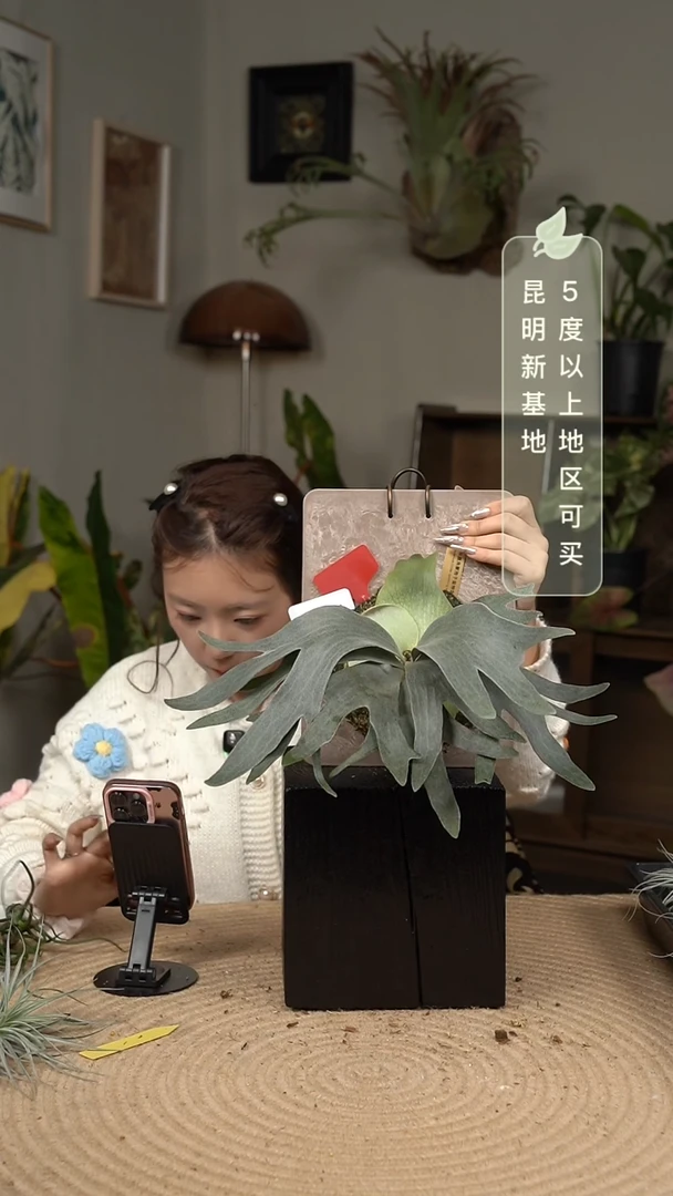 不开花植物V091-银华孢子苗特选