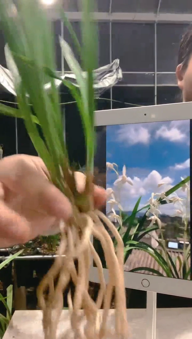 大部分开放少量花苞半**禅天彭牡丹