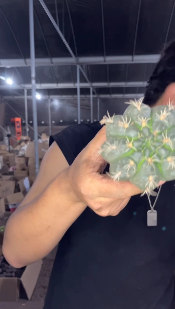 2颗 实生根 绯花玉 6-8cm