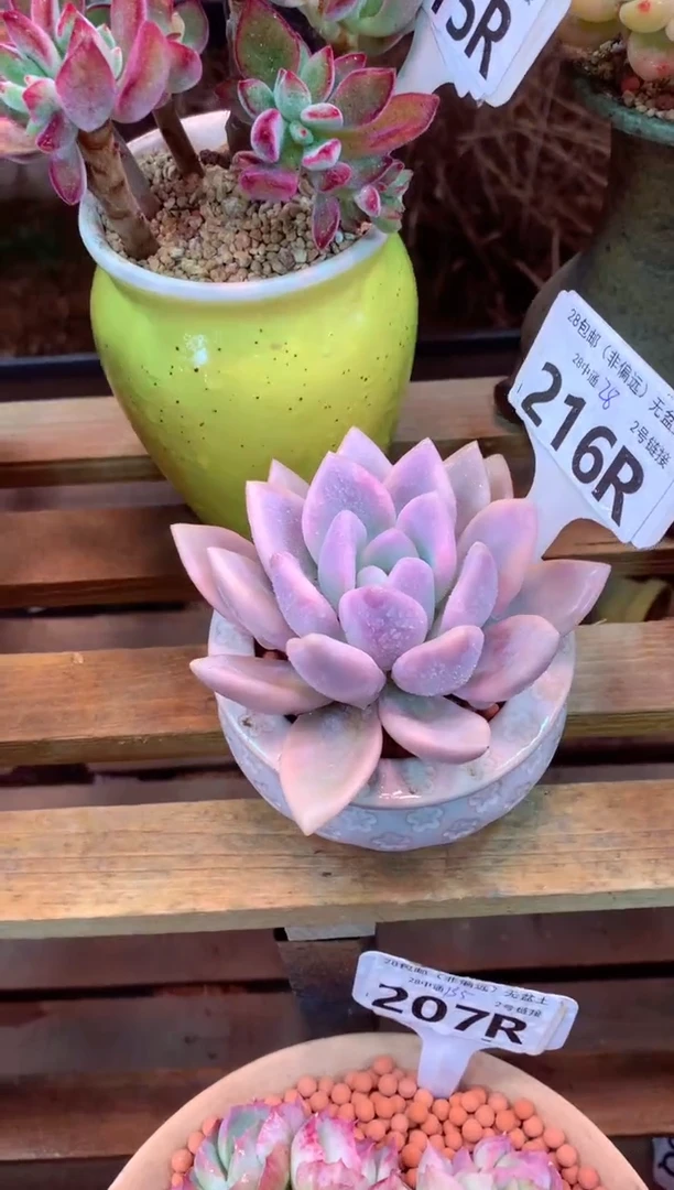 216R（一物一拍，精品多肉，所见即所得 ）