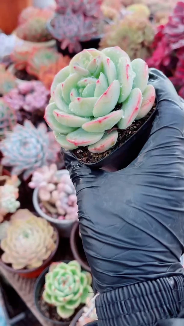 盛****花跃跃精品多肉25008