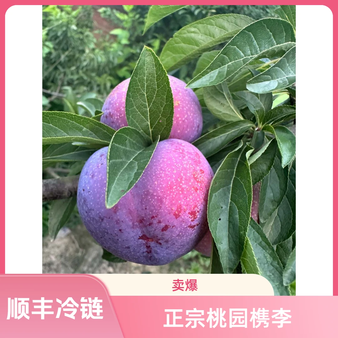 正宗桃园槜李檇李多汁李子
