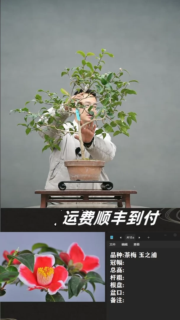 【闪购商品】9  茶梅 玉之浦