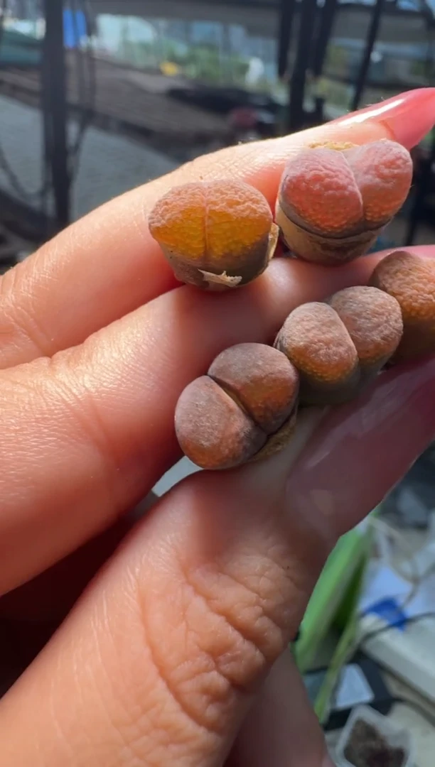 30-20多肉植物肉锥草莓红丝绒一颗