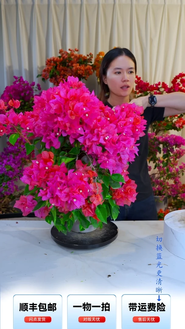 大部分开放少量花苞红骑士