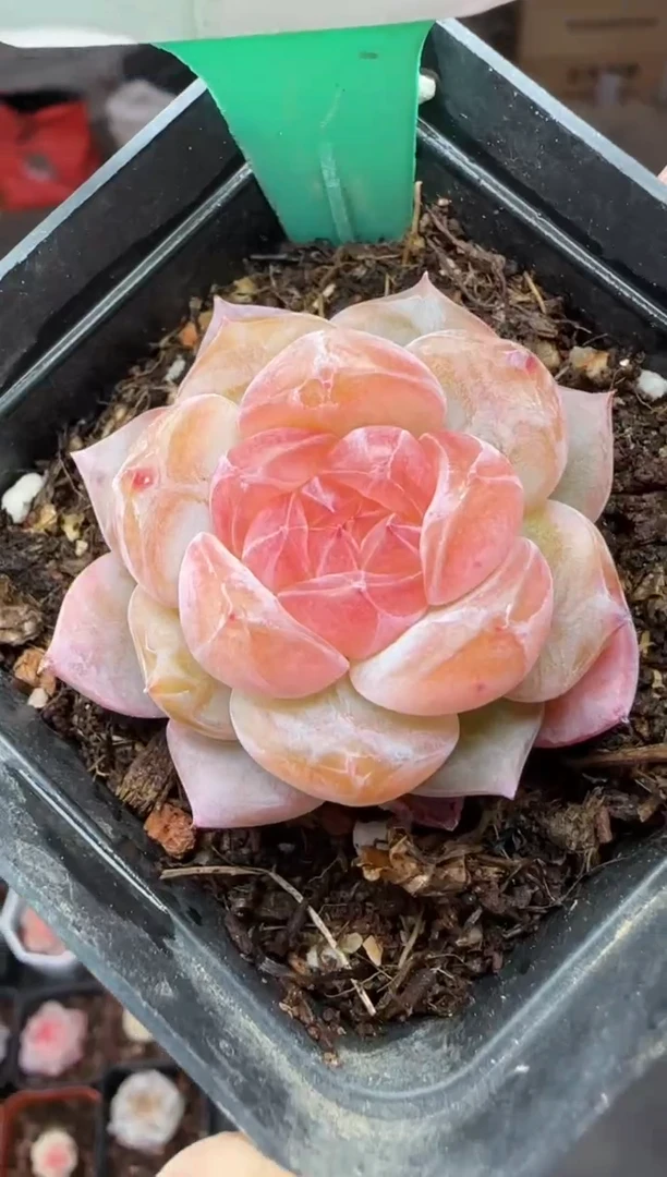 【闪购商品】一物一拍0211—352