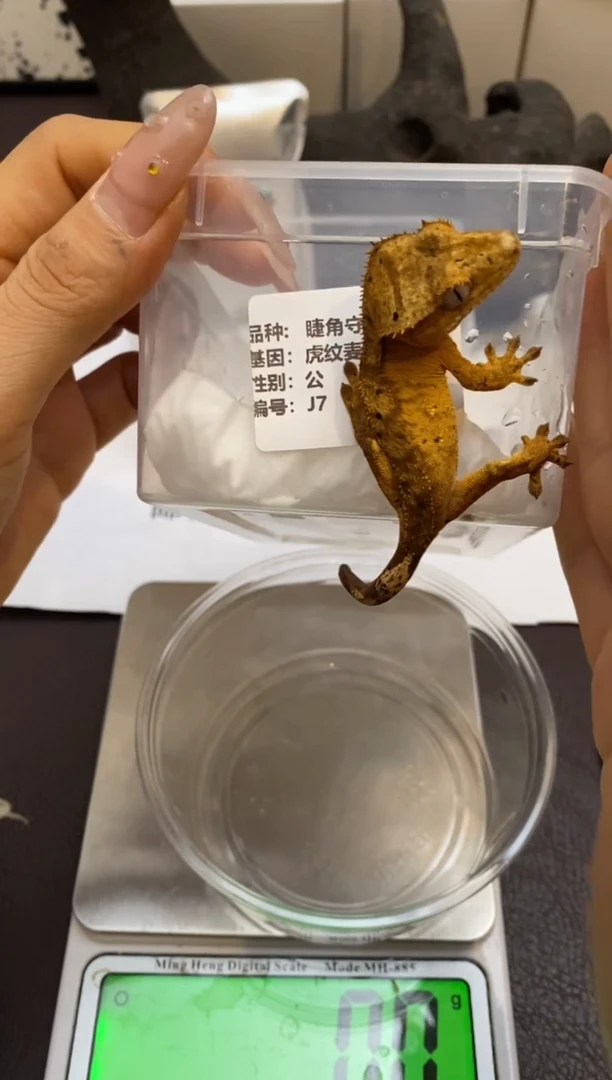 肥尾守宫Scale Tail 爬宠J7