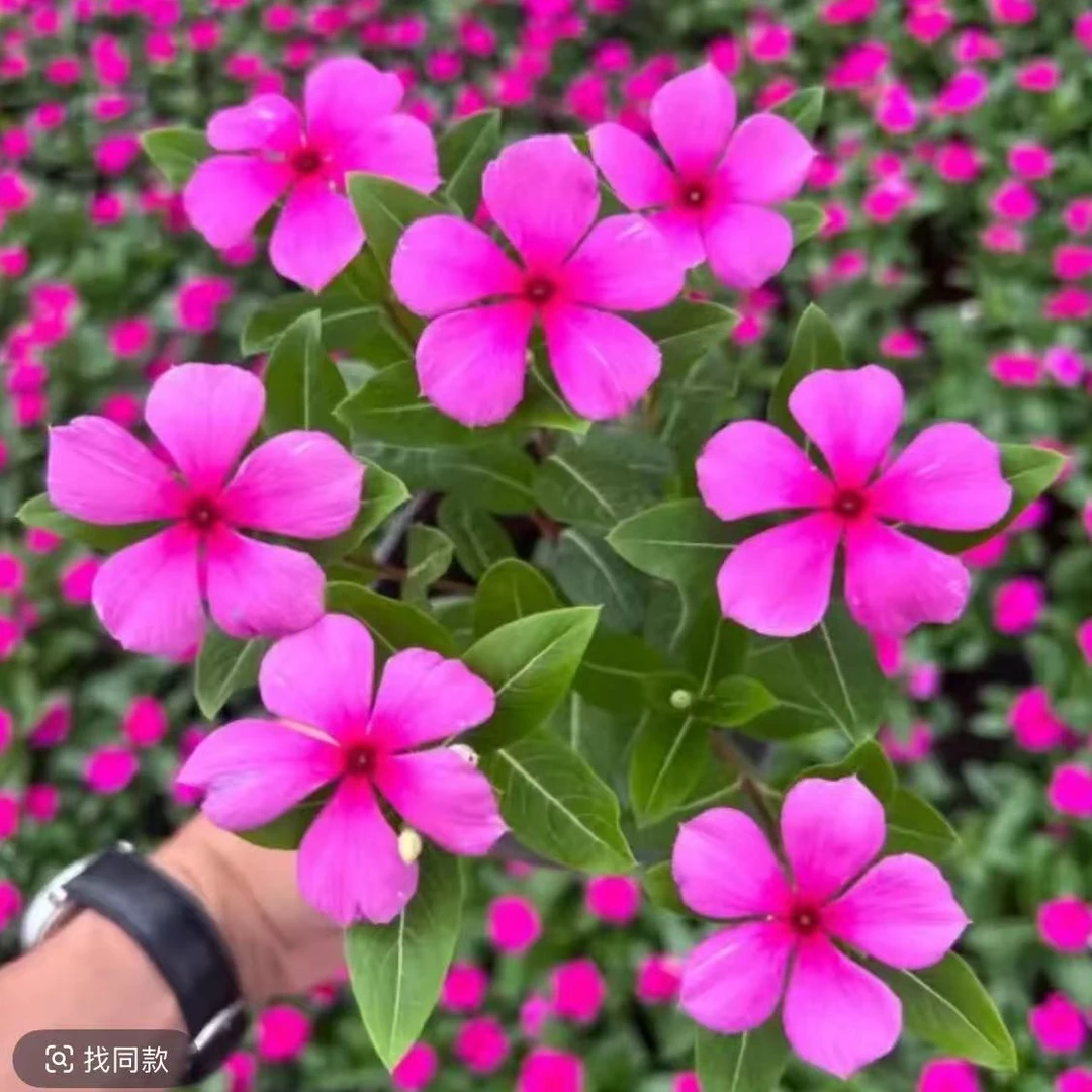 【大盆木本天天开】长春花多年生植物耐晒耐热耐寒易活四季开花