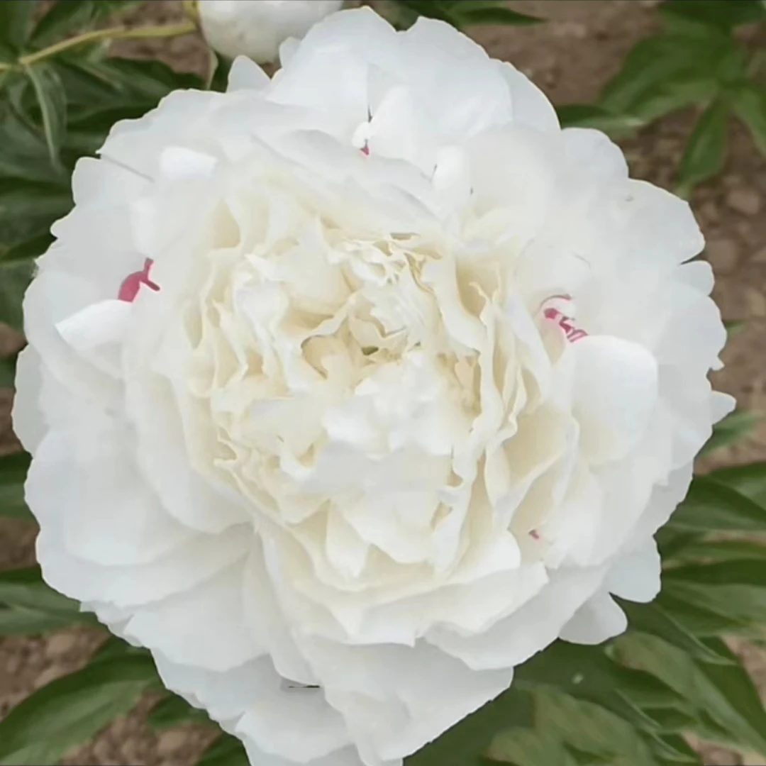 【杨妃出浴】先发肥料，秋天发芍药种苗，下单后联系客服给地址备注