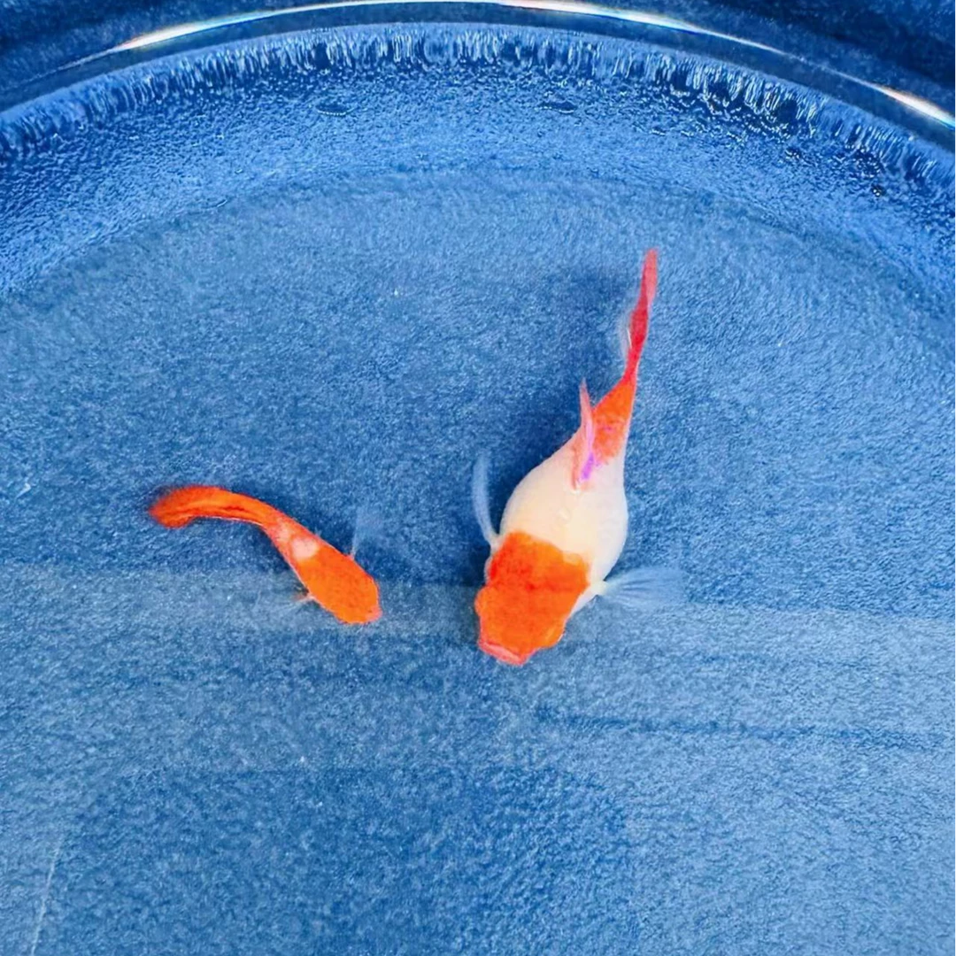 精品鸿运当头球体种鱼水族孔雀鱼热带鱼观赏鱼高端淡水鱼小型鱼