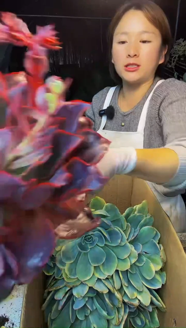 14号一物一拍 默认微瑕不售后