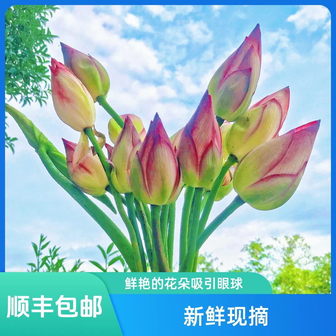 【顺丰包邮】2025清晨现摘湖南新鲜荷花水生插花供佛带花苞发货