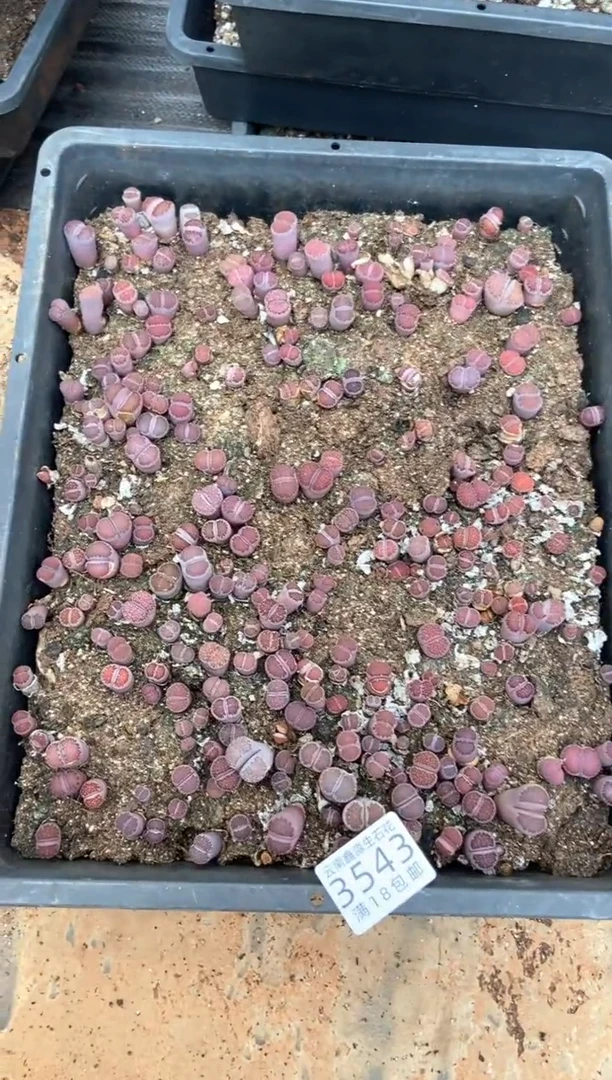 3543特价紫色框有疤瑕疵长腿带土不带盆发货