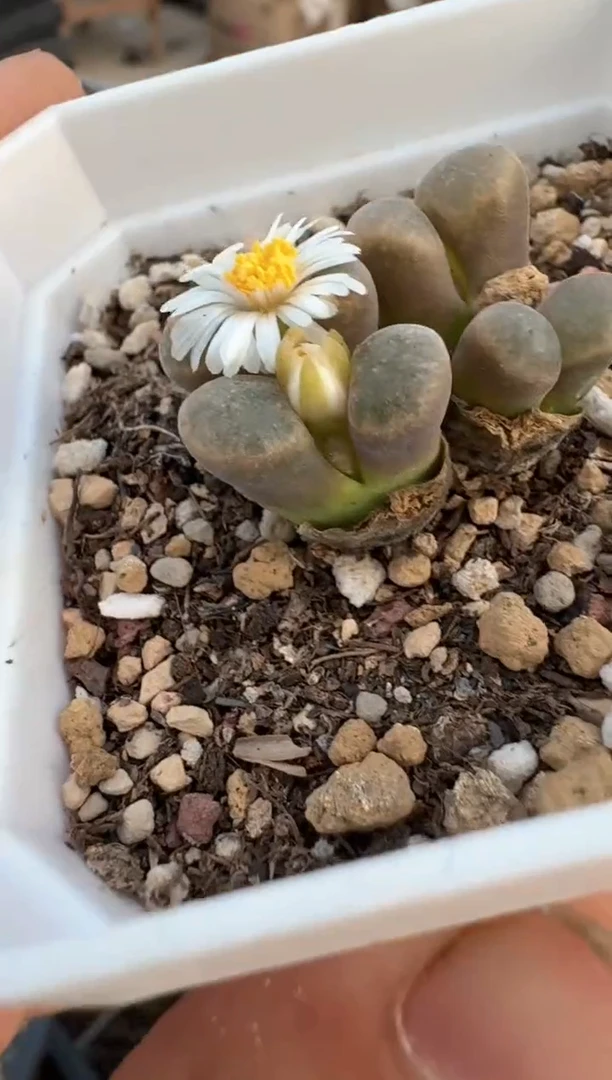 多肉植物肉锥脱土发9-442