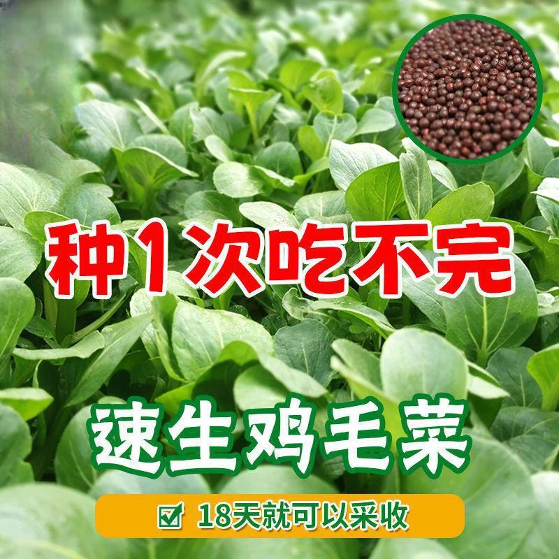 【全店满5包包邮】四季鸡毛菜种子 18天速生