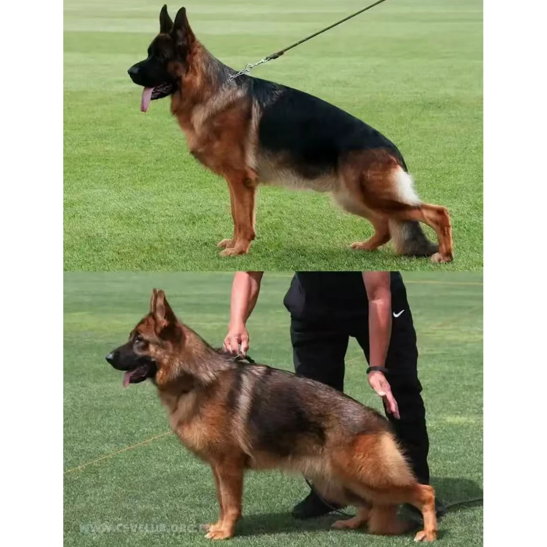 （宇通德牧繁育）狗狗活体