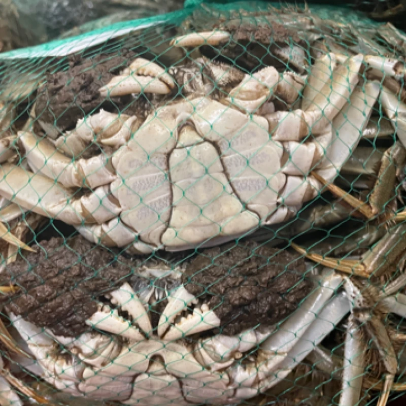 鲜活脚少大闸蟹公蟹2.5两起母蟹2两起9-12只3斤网袋装