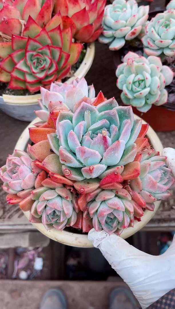 【闪购商品】07163