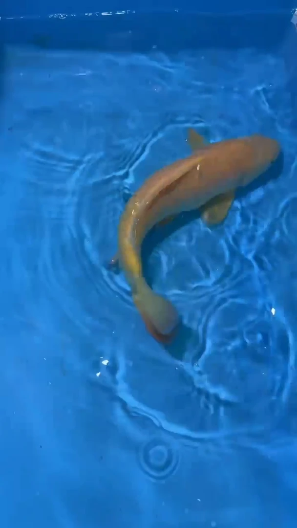 锦鲤太饱锦鲤36cm-48cm不包邮到付具体尺寸和品类以直播间为准