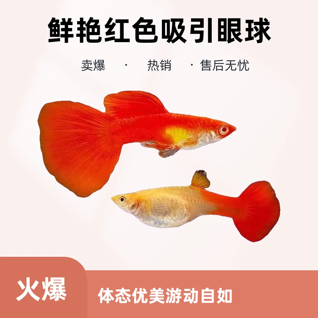 【刚刚好源头渔场】血红孔雀鱼可繁殖种鱼成鱼胎生鱼观赏鱼热带鱼
