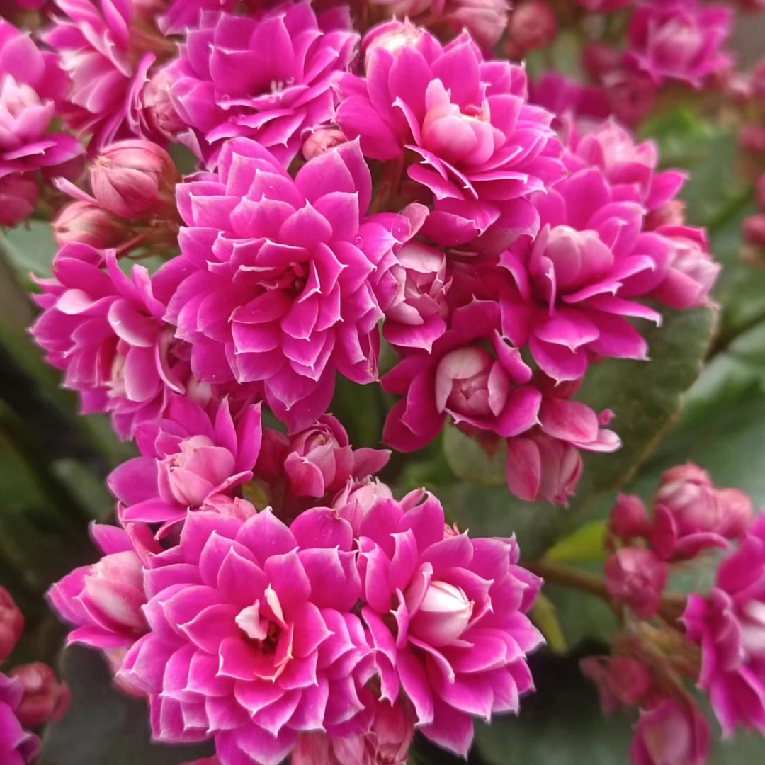 【紫风铃】长寿花四季开花阳台盆栽大花重瓣花卉植物