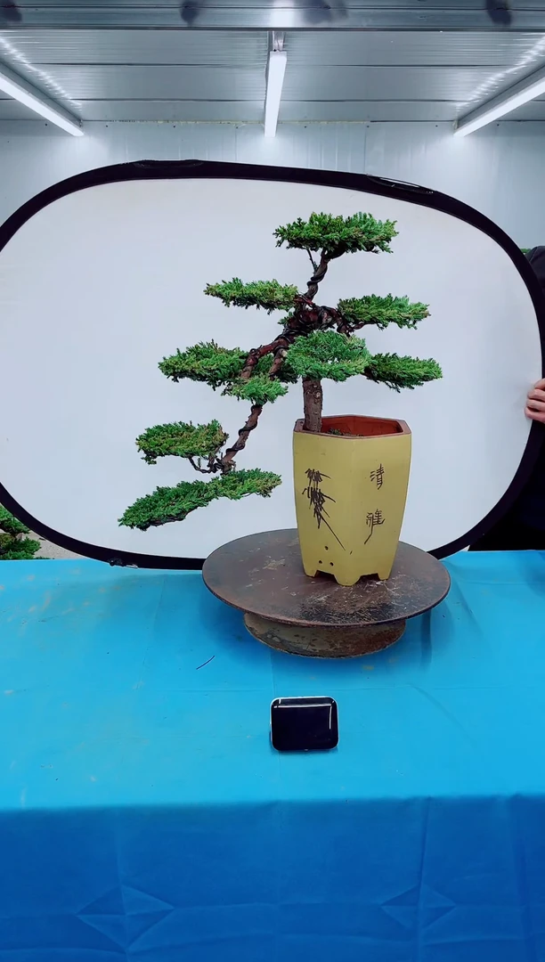 无花朵0000000000000