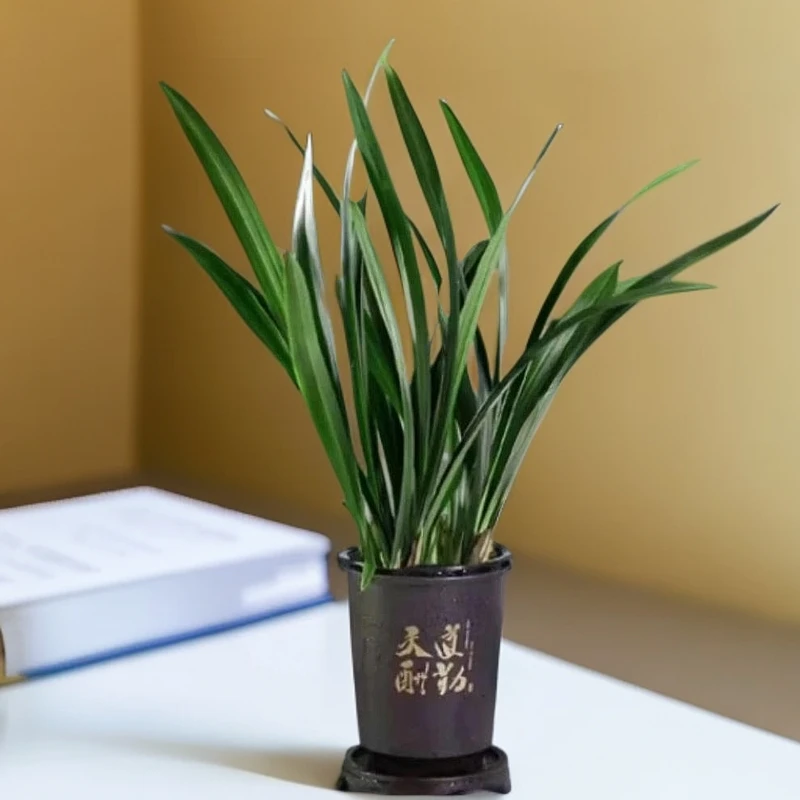 精品兰花苗浓香墨兰企黑绿叶四季常青除甲醛好养室内花卉年宵花