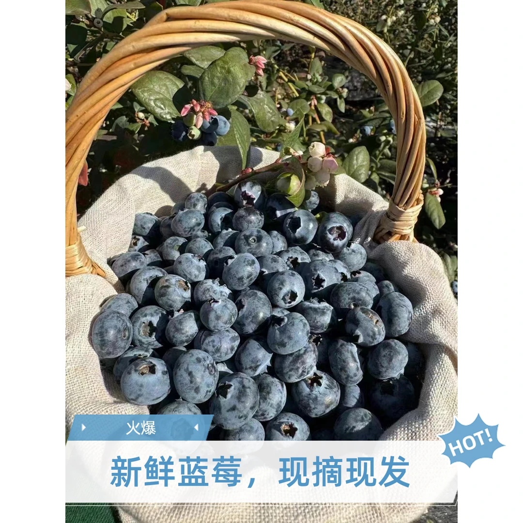 云南露天蓝莓优瑞卡脆甜爆汁