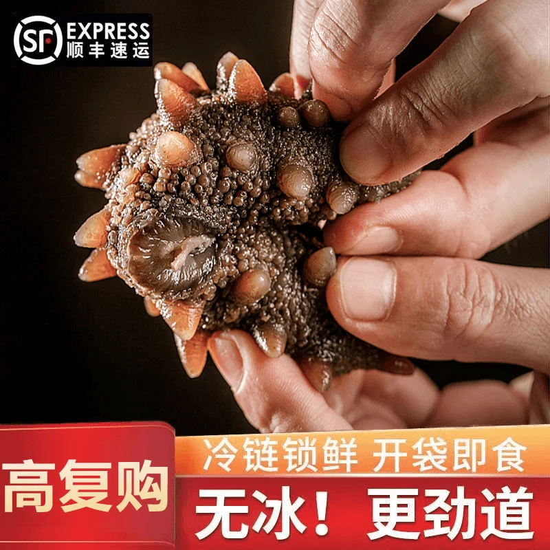 明小胖【双11补贴福利】25头装大连鲜食海参 纯Q弹口感 试吃1头