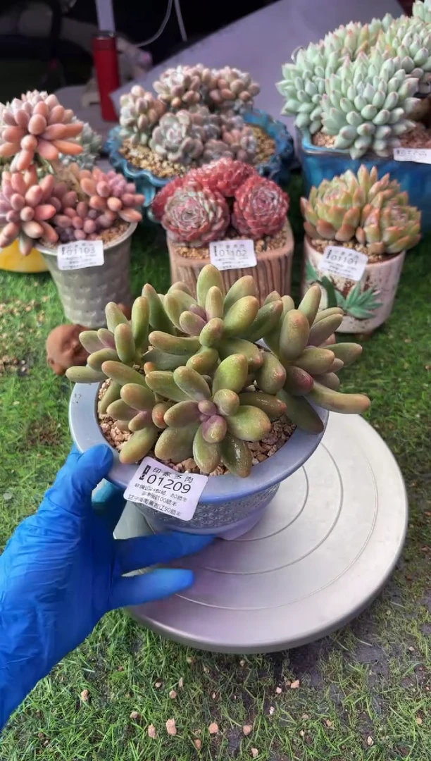 昆明印象多肉01209