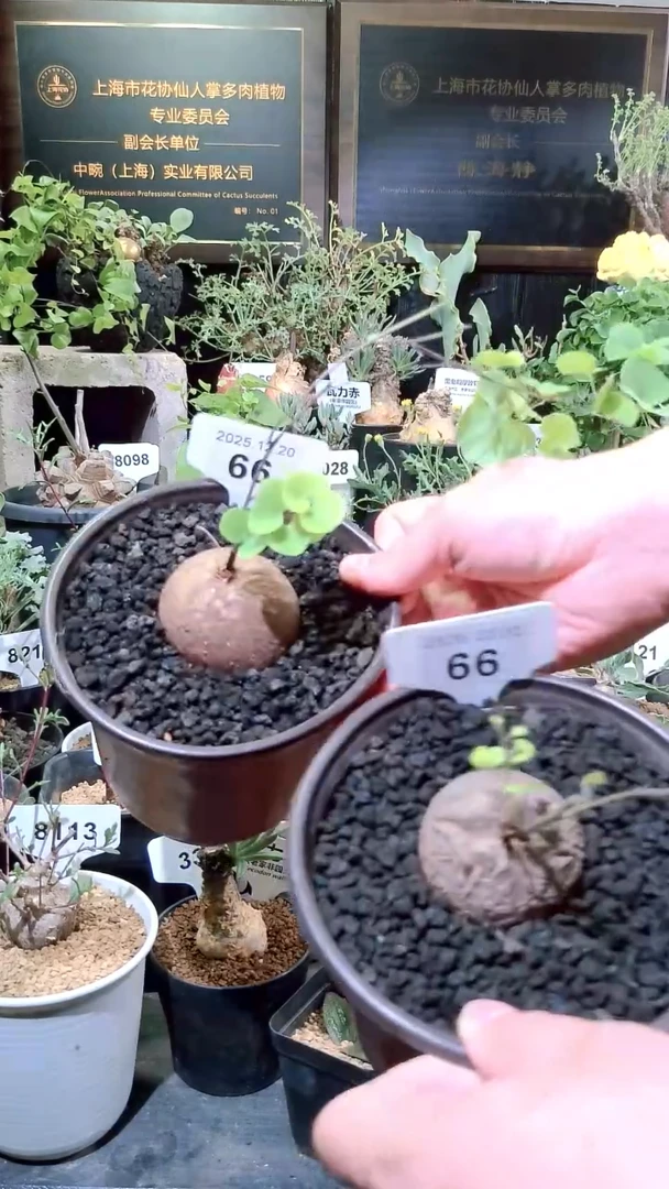 66号1220福利南非龟甲龙买1送1